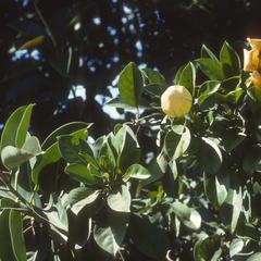 Solandra grandiflora plant, cultivated in Guatemala City