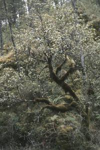 Viburnum juncundum in cloud forest