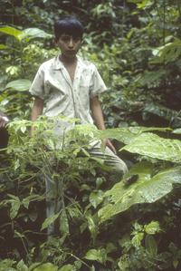 Podandrogyne in wet tropical forest