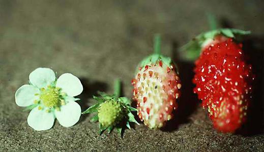 Stages of fruit development of Fragaria ananassa