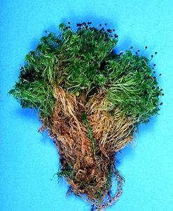 Clump  of Sphagnum moss with attached sporophytes
