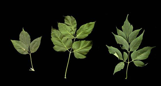 Three leaves from the same tree of box elder