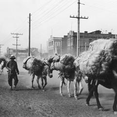 Horse caravan marching on a street.
