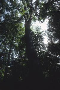 Podocarpus reichi, Rancho del Cielo