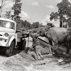 Elephant with log 4