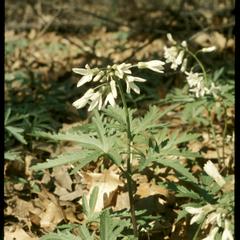Toothwort plant in bloom, Gallistel Woods, University of Wisconsin Arboretum