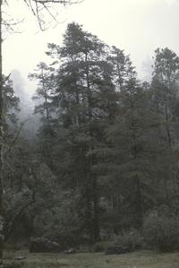Abies-Cupressus-Pinus cloud forest