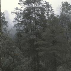 Abies-Cupressus-Pinus cloud forest