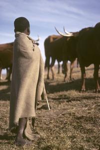 Southern Africa : Agricultural Activities : herding cattle