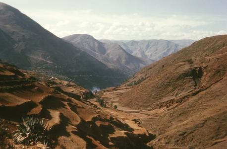 Agaves and dry desert landscape