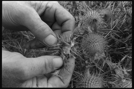 Duncan Williamson showing how to get food from a thistle