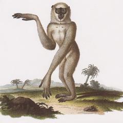 Standing Gibbon Print