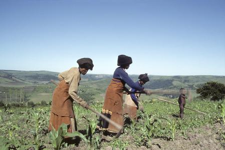 Southern Africa : Agricultural Activities : hoeing