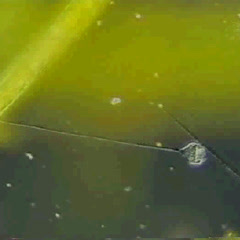 Movie of Vorticella showing cilia
