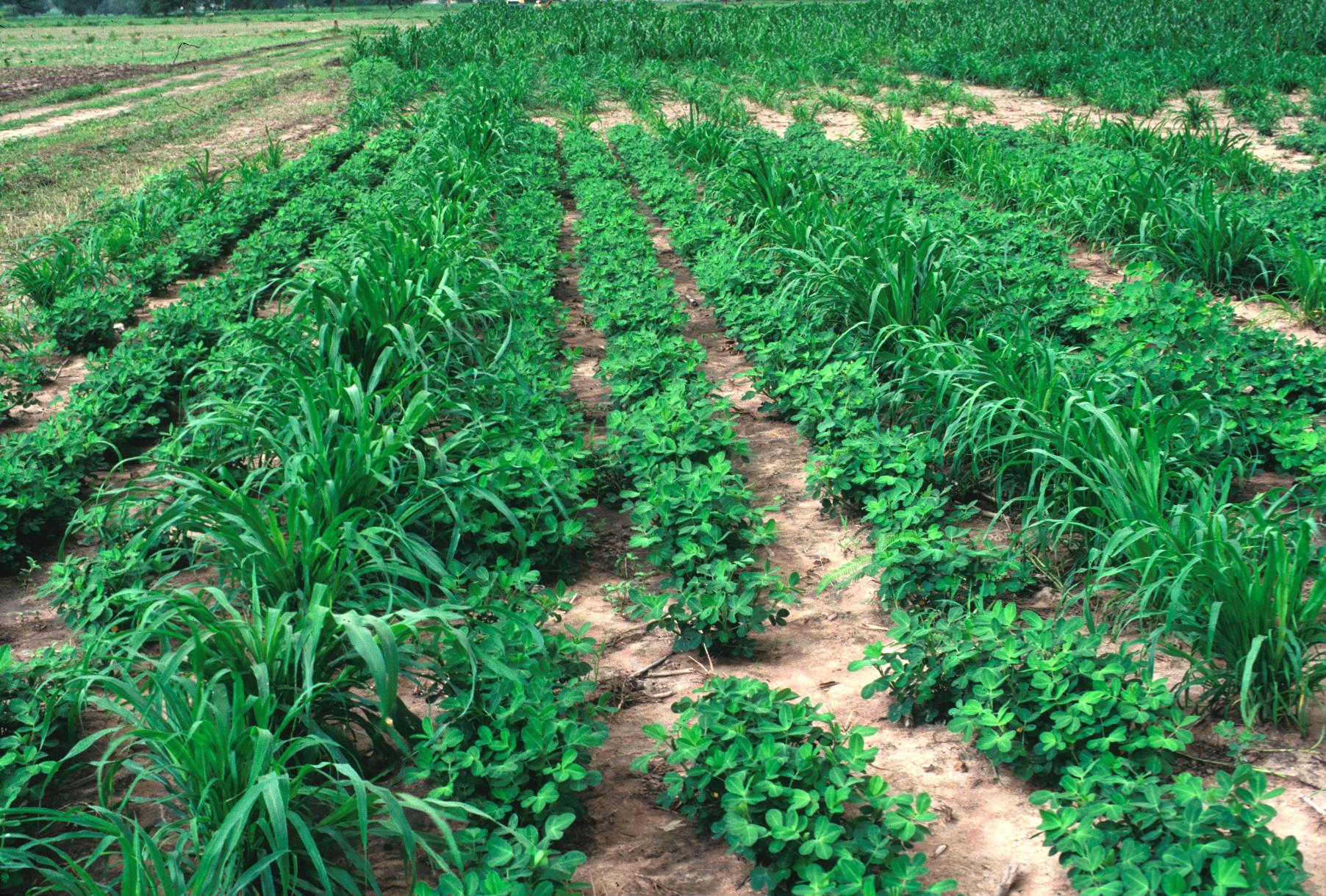 Intercropping of Millet Among Rows of Groundnuts (Peanuts)