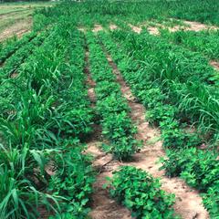 Intercropping of Millet Among Rows of Groundnuts (Peanuts)