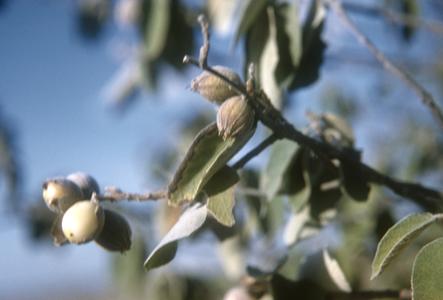Close-up of Cordia fruit