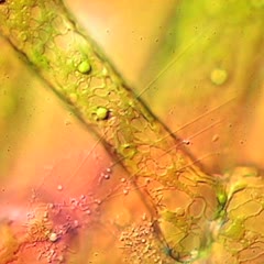 Hydrodictyon movie - through-focused reticulated chloroplast