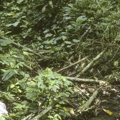 Habit of Podandrogyne brevipedunculata (by machete)