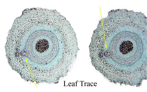 Leaf trace in cross section of of a fern rhizome