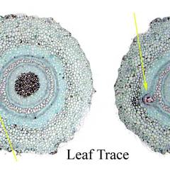 Leaf trace in cross section of of a fern rhizome