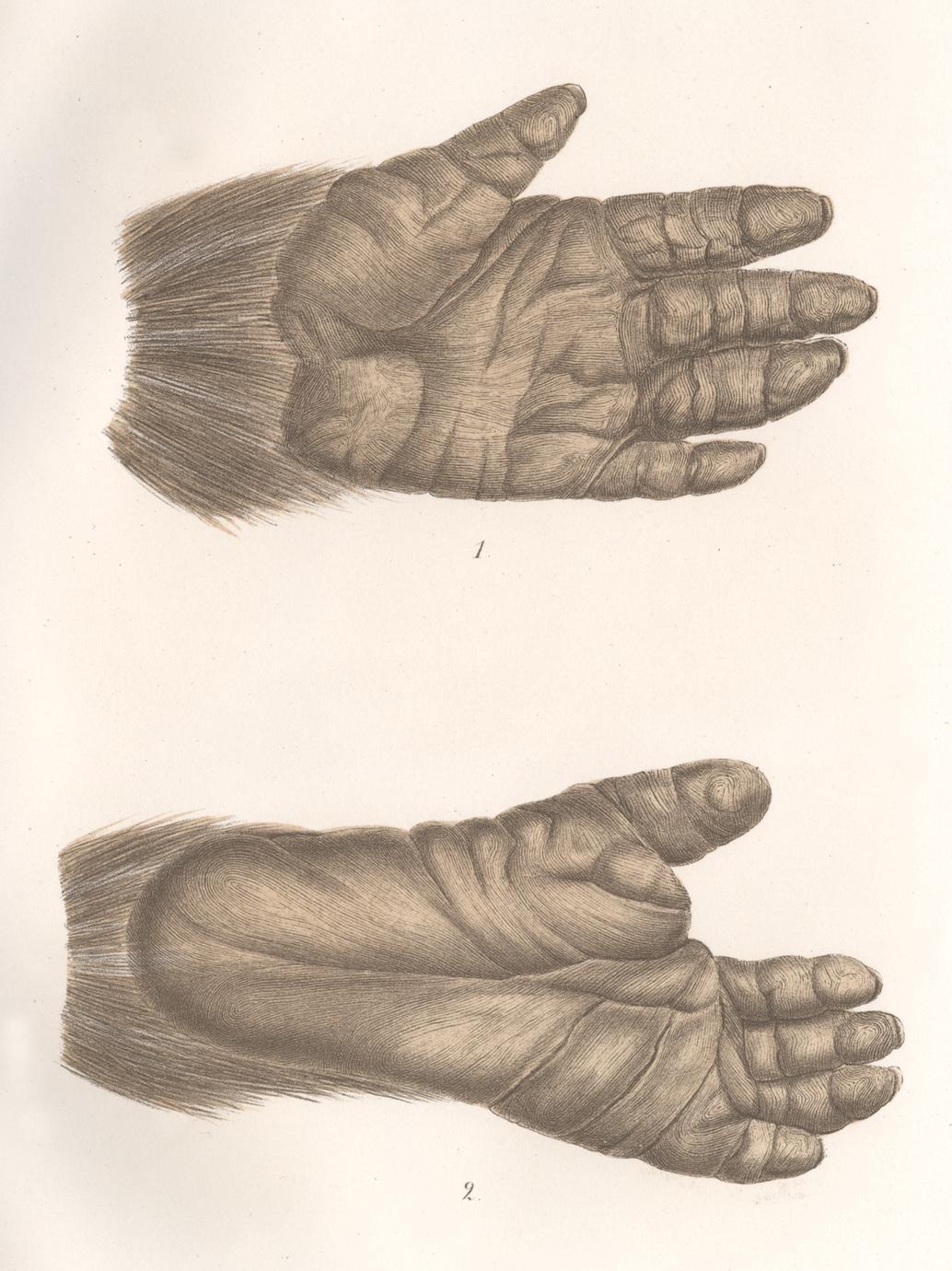 Rendezvous Veranderlijk Potentieel Gorilla Hand and Foot Print - UWDC - UW-Madison Libraries