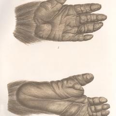 Gorilla Hand and Foot Print