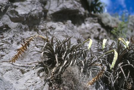 Bromeliaceae in valley below Pisac