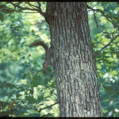 Young gray squirrel on oak tree trunk in Madison School Forest