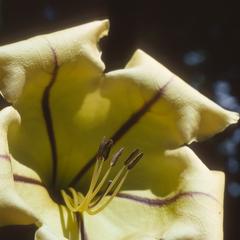 Solandra grandiflora, close-up of flower