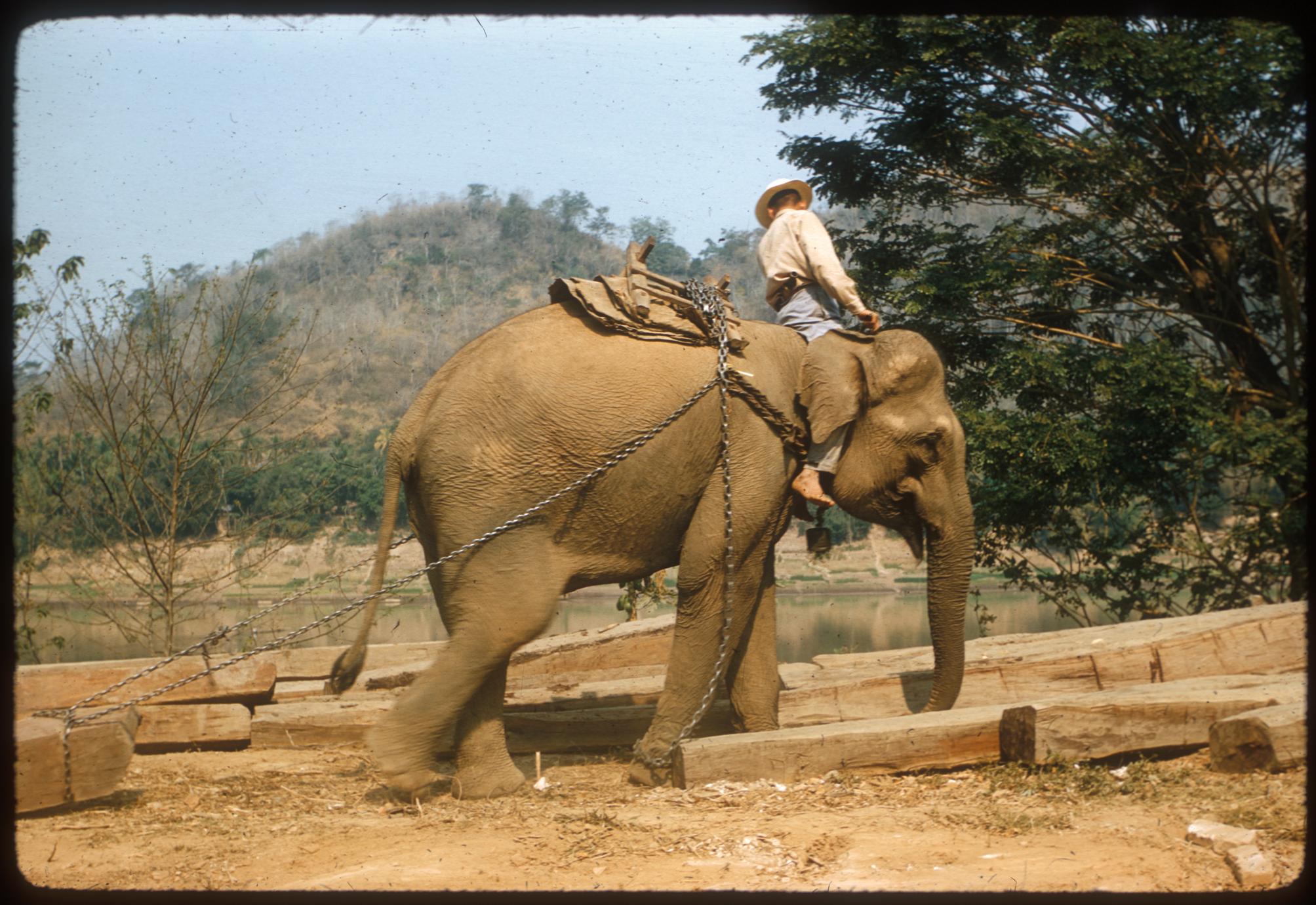 Elephant hauling teak