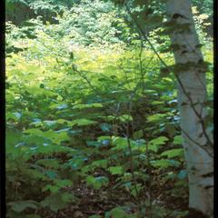 Clearing with paper birch and Rubus parviflorus; Oak Island, Apostle Islands National Lakeshore