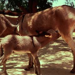 Donkeys are Important Beasts of Burden in Niger and Throughout the Sahel