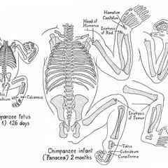 Infant Chimpanzee Skeleton Print