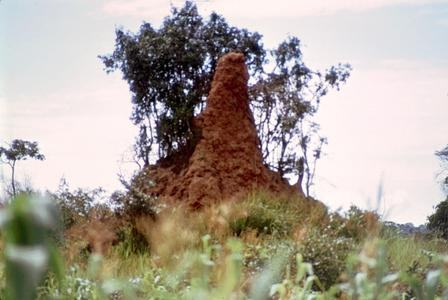 Termite Hill at Kawambwa