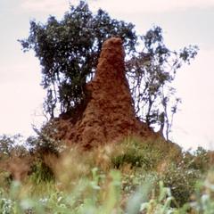 Termite Hill at Kawambwa
