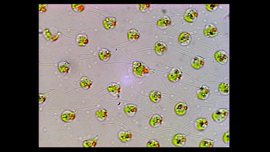 Volvox focus on wall of cells - eye spots and flagella visible