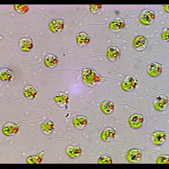 Volvox focus on wall of cells - eye spots and flagella visible