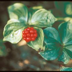 Bunchberry with fruit