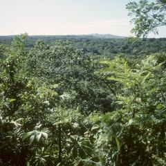 Undisturbed tropical dry forest, Santa Rosa