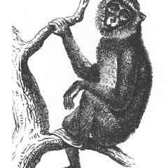 Spot-Nosed Monkey Print