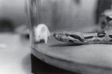 Mouse and snake, University of Wisconsin--Marshfield/Wood County, December 1978