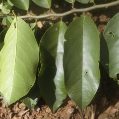 Capparis flexuosa subspecies polyantha, southeast of Coro