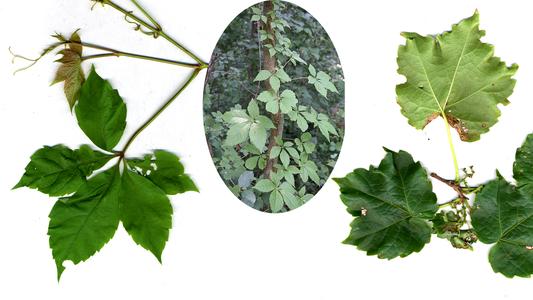 Parthenocissus : Composite : 1. P. quinquefolia leaf and vine, 2. P. tricuspidata shoot