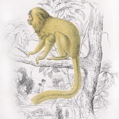 Golden Lion Tamarin Print