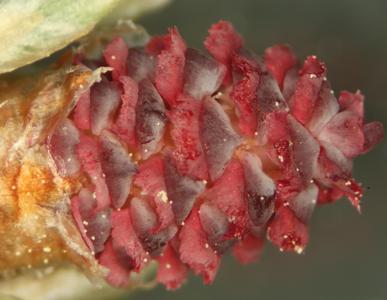 Close up of newly emergent ovulate cone of red pine 2