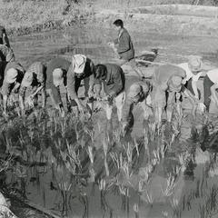 Farmers trainees learn to plant paddy rice at Thong Wai in Houei Kong Cluster in Attapu Province
