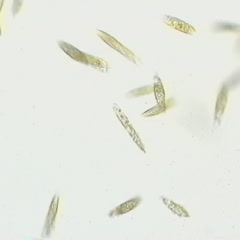 Euglena movie - swimming cells, 10x bright field objective