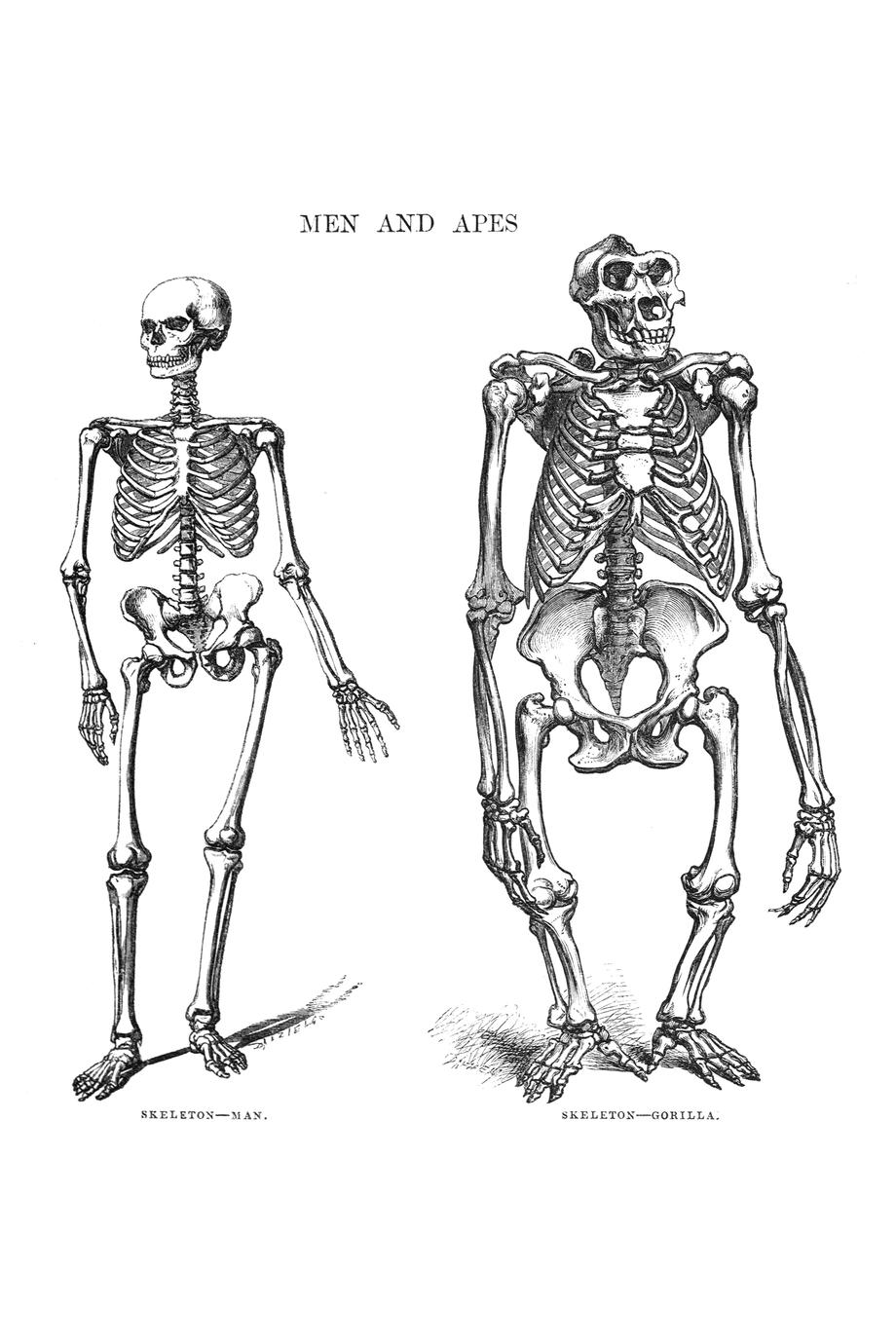 Gorilla Skeleton Print - UWDC - UW-Madison Libraries