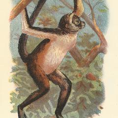 The Variegated Spider-Monkey